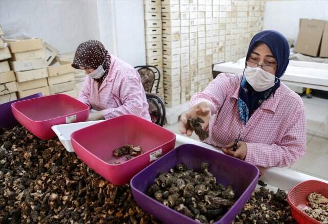 Kuzu göbeği mantarının kilogramı 250 euroya ihraç ediliyor