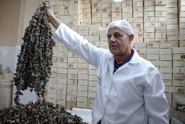 Kuzu göbeği mantarının kilogramı 250 euroya ihraç ediliyor