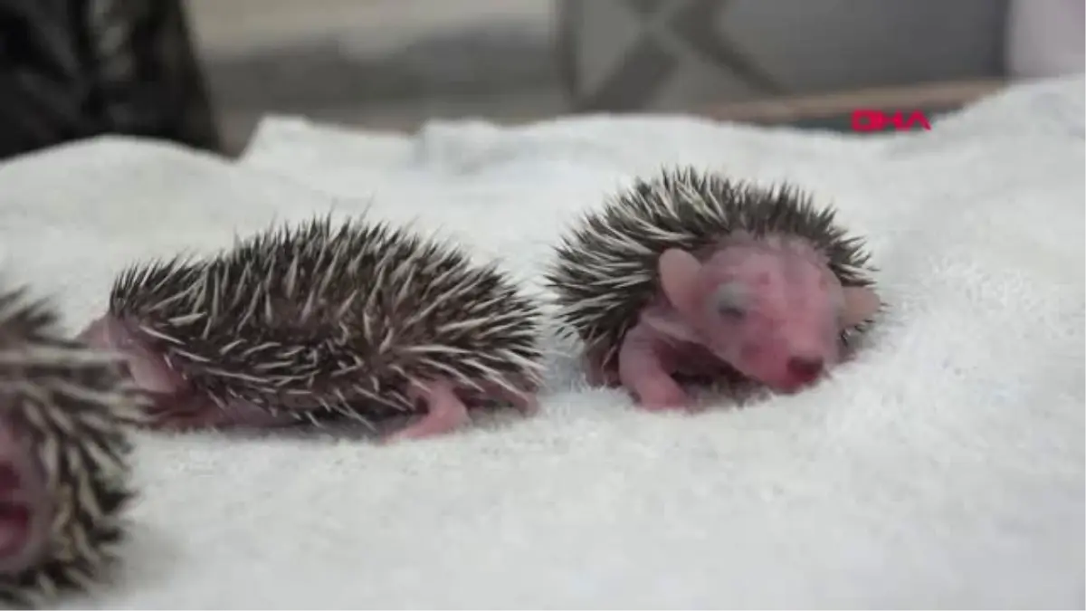 Batman - Yavru kirpileri şırıngayla beslediler