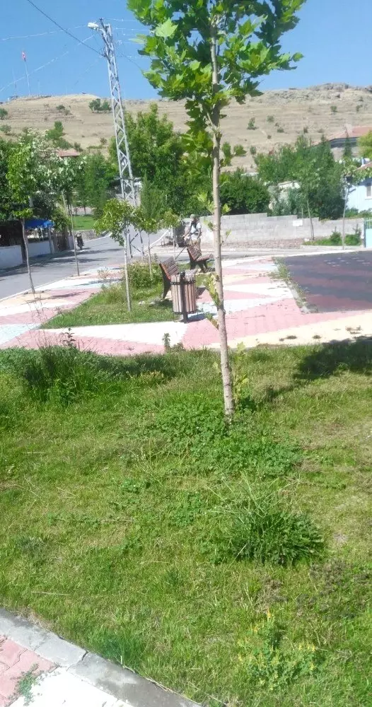 Develi'de parklarda çim biçme ve ilaçlama çalışması Develi'de parklarda çim biçme ve ilaçlama çalışması