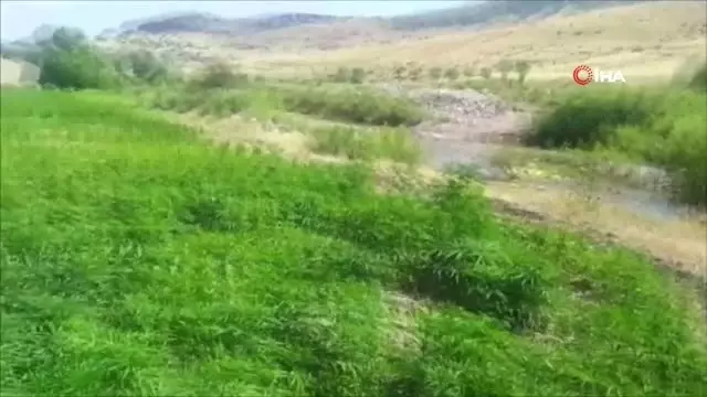 Diyarbakır'da 1 milyon 255 bin 464 kök kenevir ele geçirildi Diyarbakır'da 1 milyon 255 bin 464 kök kenevir ele geçirildi
