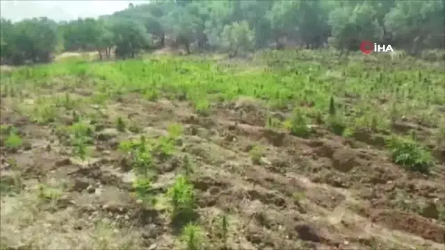 Diyarbakır'da 1 milyon 255 bin 464 kök kenevir ele geçirildi Diyarbakır'da 1 milyon 255 bin 464 kök kenevir ele geçirildi