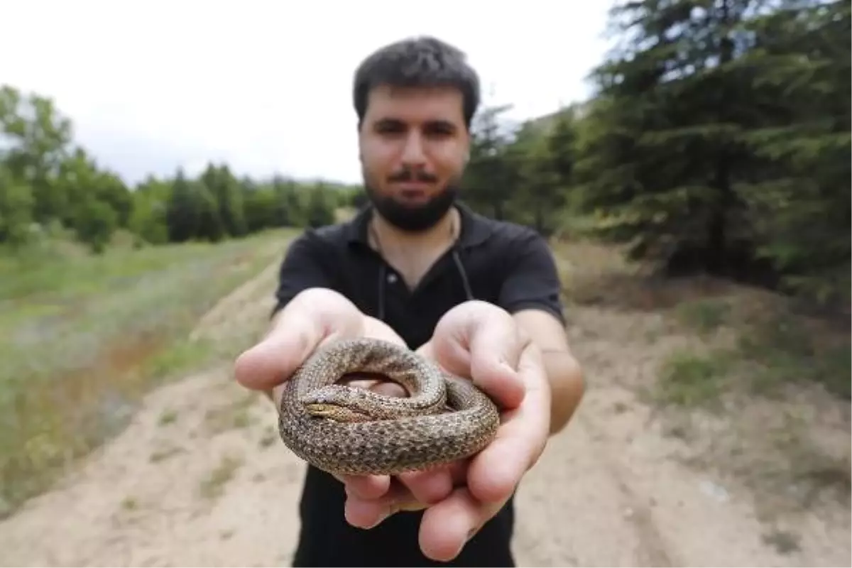 'Düzensiz yağmurlar, yılanları açığa çıkarıyor'