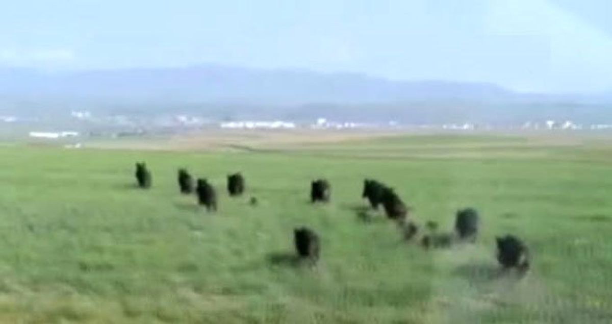 Kars'ta köylüleri yaban domuzu ve ayı korkusu sardı!