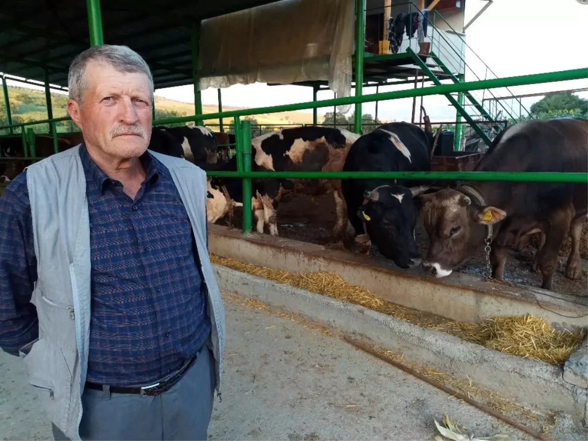 (Özel) Besicilerin umudu Kurban Bayramı