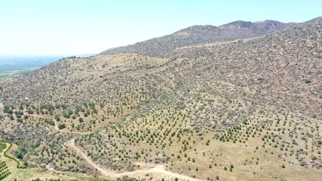 Yabani bademler köylüye 20 milyon TL kazandıracak