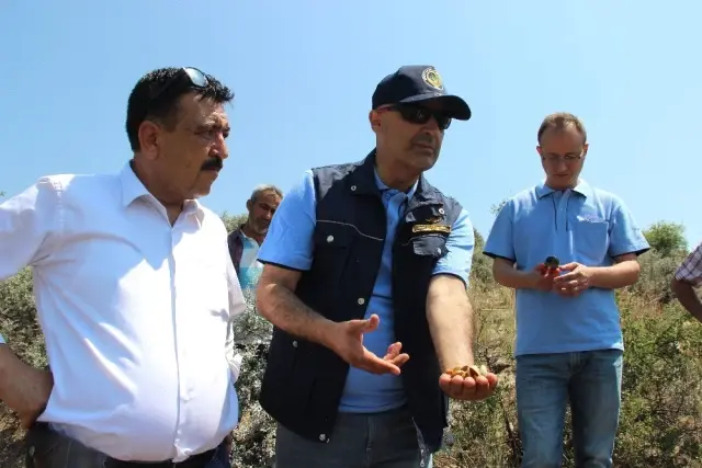 Yabani bademler köylüye 20 milyon TL kazandıracak