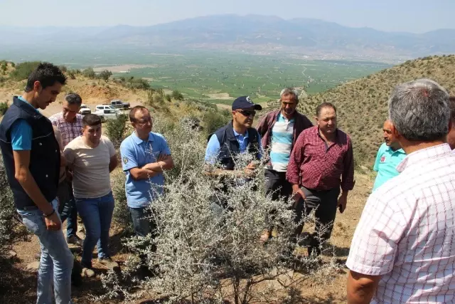 Yabani bademler köylüye 20 milyon TL kazandıracak