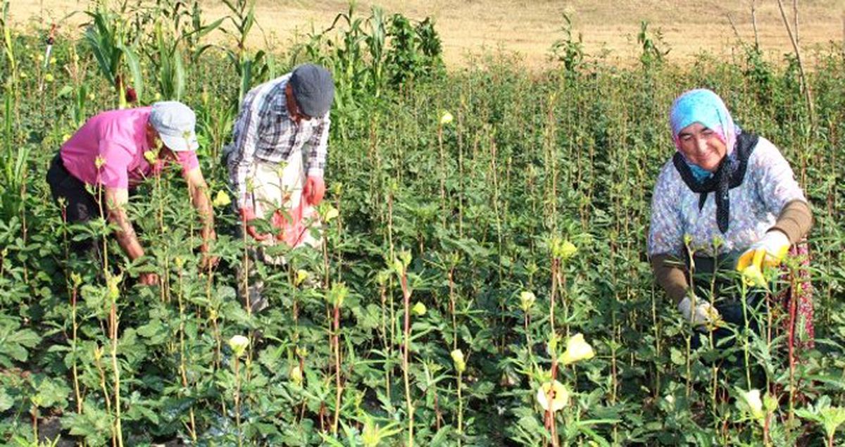 Tezgahta 15 TL'ye kadar satılan bamya yüz güldürdü
