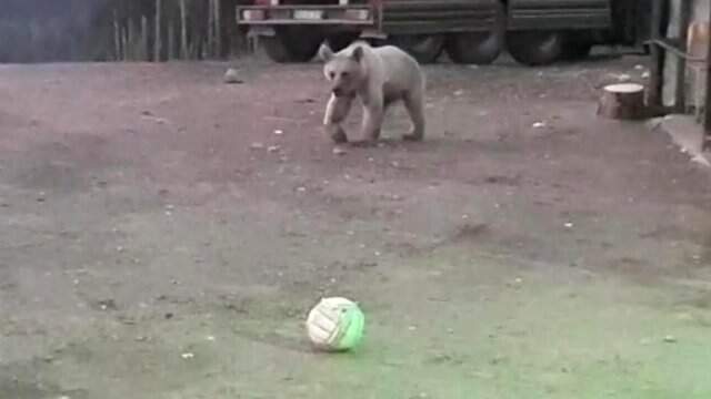 'Köpeğe 'hoşt' diyorsun gidiyor, buna ne diyeceğiz?' diyen bekçi kovamadığı ayıyla top oynadı