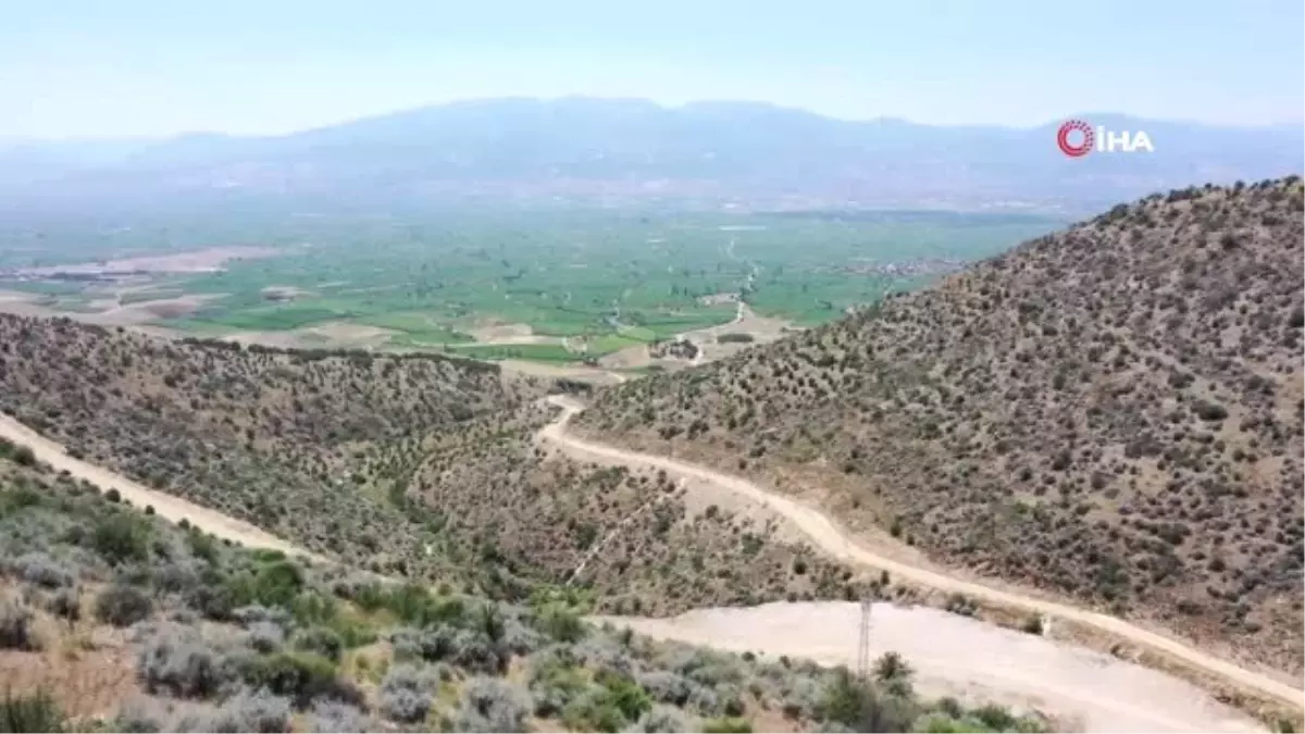 Yabani bademler milyonlar kazandıracak