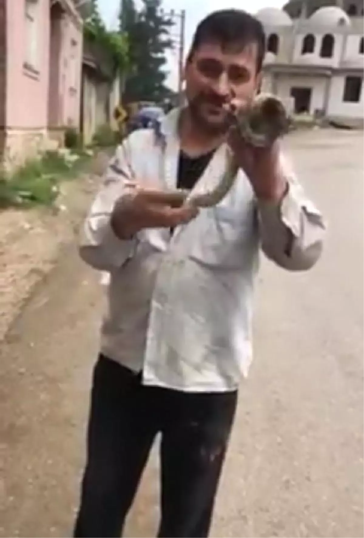 Çıplak eliyle yakaladığı yılanla oynadı