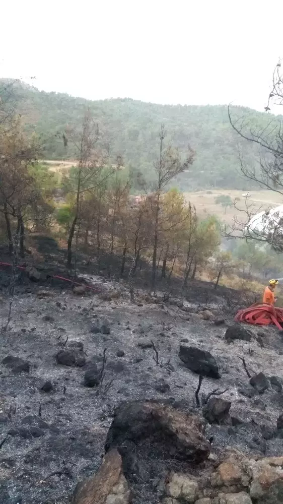 Mersin'de orman yangını