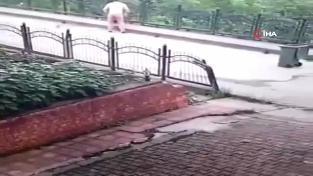 Kan donduran görüntüler! Temizlik işçisi, yavru köpeği çöp gibi süpürüp dereye attı Kan donduran görüntüler! Temizlik işçisi, yavru köpeği çöp gibi süpürüp dereye attı