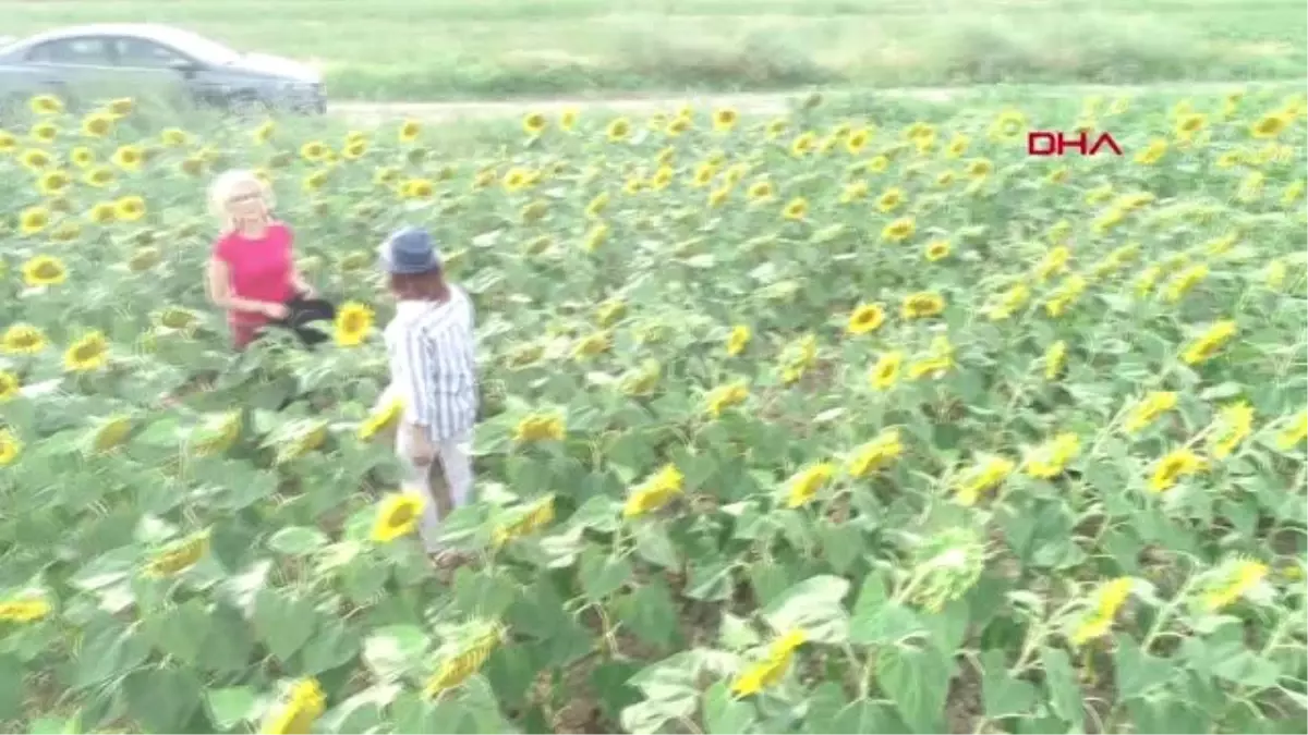 EDİRNE Trakya'nın 'sarı gelini' hastalıkları yendi, çiftçiyi güldürdü