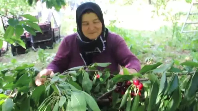 Emekli öğretmen meyve bahçesi kurdu - SİVAS Emekli öğretmen meyve bahçesi kurdu - SİVAS