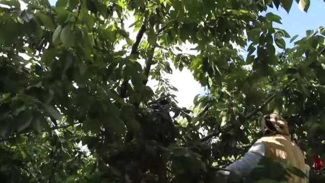 Emekli öğretmen meyve bahçesi kurdu - SİVAS Emekli öğretmen meyve bahçesi kurdu - SİVAS
