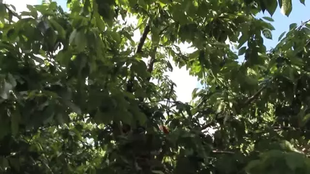 Emekli öğretmen meyve bahçesi kurdu - SİVAS Emekli öğretmen meyve bahçesi kurdu - SİVAS