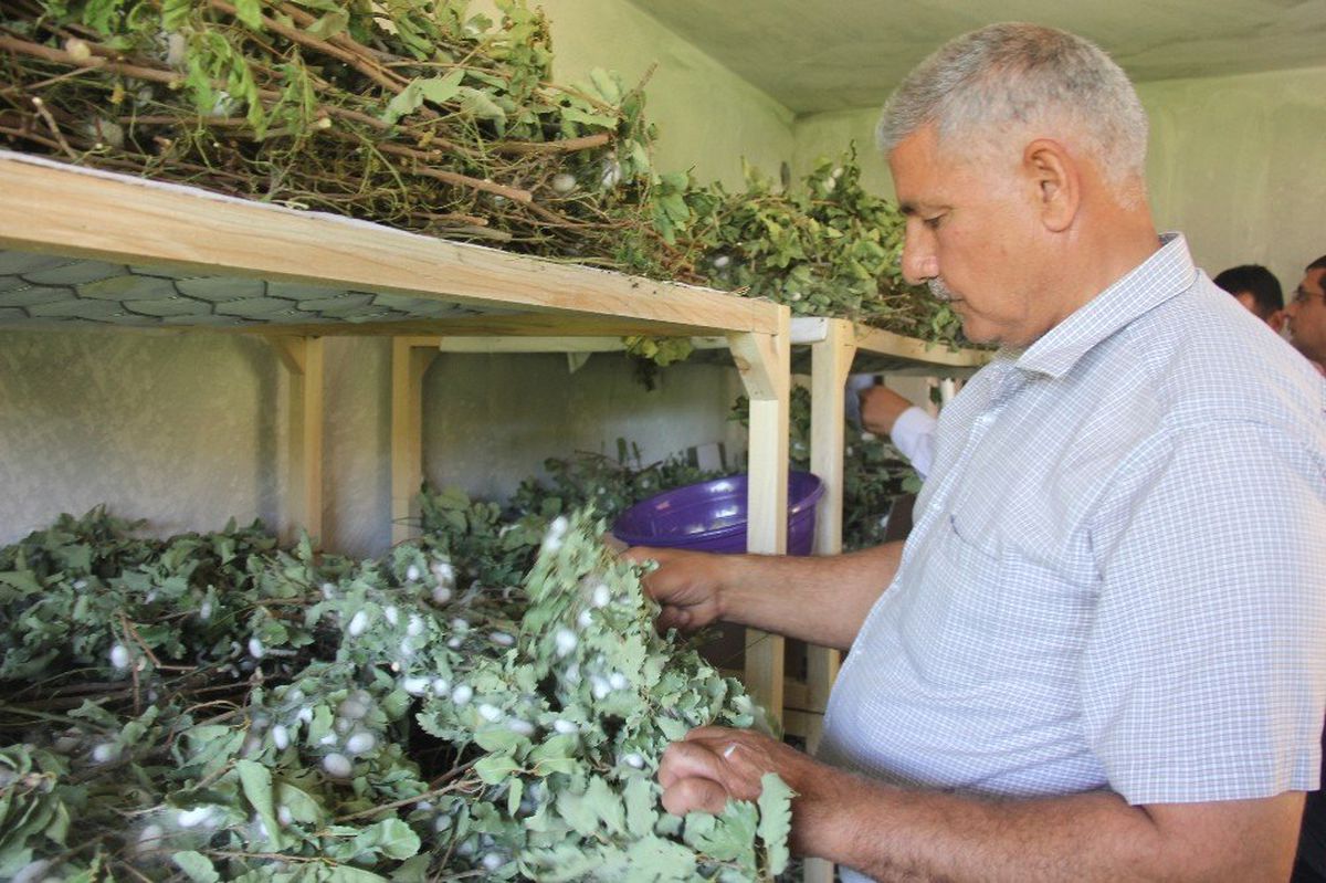 Evinin boş odasında ipekböceği yetiştirdi, 42 günde 3 bin 500 TL kazandı