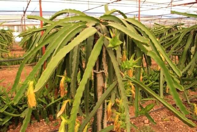 Sebzeyi bıraktı, ejder meyvesi üretimine başladı! Şimdi paraya para demiyor