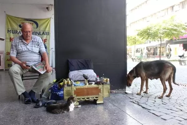 Sokak kedileri, her gün onun gelmesini bekliyor Sokak kedileri, her gün onun gelmesini bekliyor