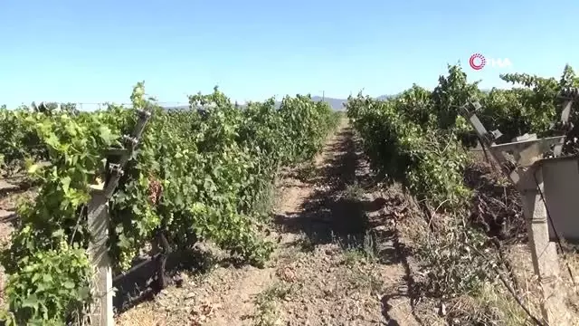 Tarım işçilerine dudak kanseri uyarısı Tarım işçilerine dudak kanseri uyarısı