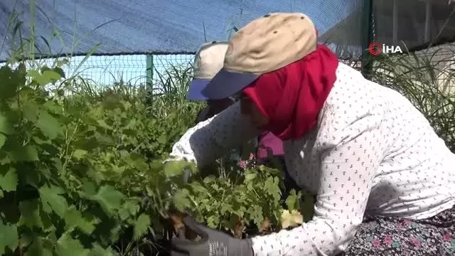 Tarım işçilerine dudak kanseri uyarısı Tarım işçilerine dudak kanseri uyarısı