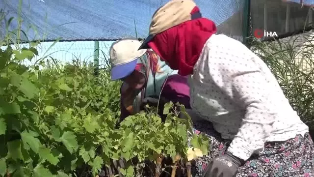 Tarım işçilerine dudak kanseri uyarısı Tarım işçilerine dudak kanseri uyarısı