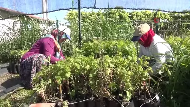 Tarım işçilerine dudak kanseri uyarısı Tarım işçilerine dudak kanseri uyarısı