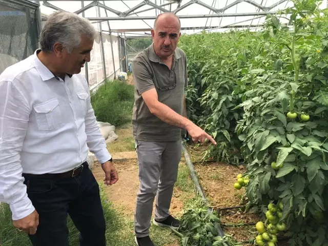 Erzincan Üzümlü'de kurulan seralar ürün vermeye başladı