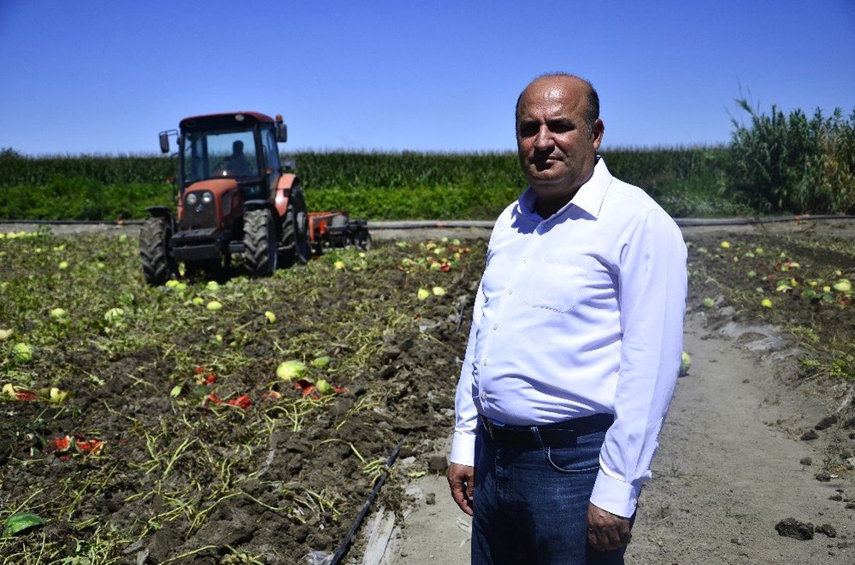 Fiyatı dip yapan karpuz tarlada kaldı