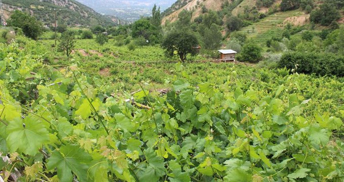 Kahta cinsi üzüm yaprağı, meyvesinin 6 katı fiyata satılıyor