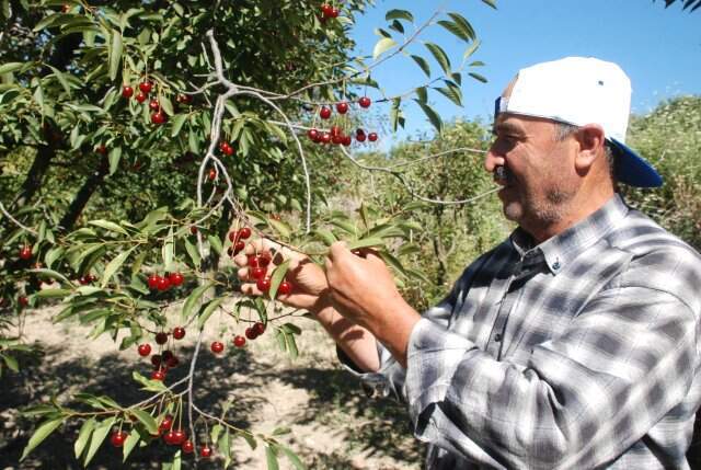 Üreticinin tarlada 1,75 TL'den satamadığı vişne İstanbul'da 10 TL'den satılıyor