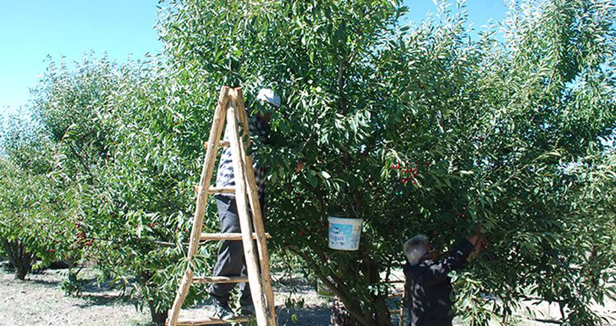 Üreticinin tarlada 1,75 TL'den satamadığı vişne İstanbul'da 10 TL'den satılıyor