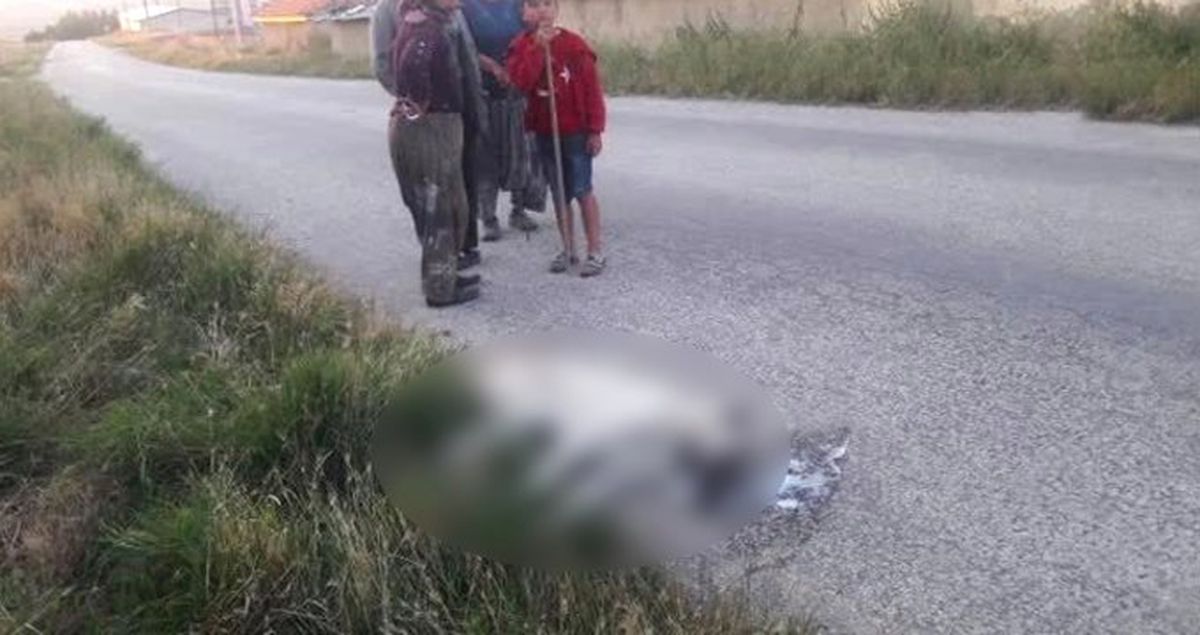 Ankara'da 9 sokak köpeği zehirlenerek öldürüldü