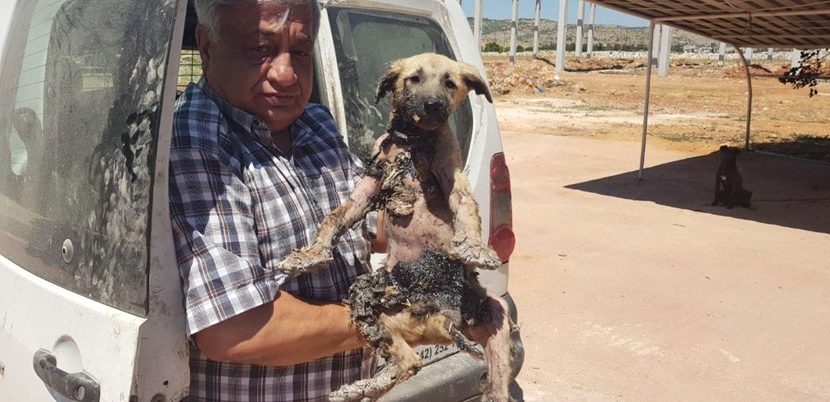 Bu köpeğin başına gelenler pişmiş tavuğun başına gelmedi