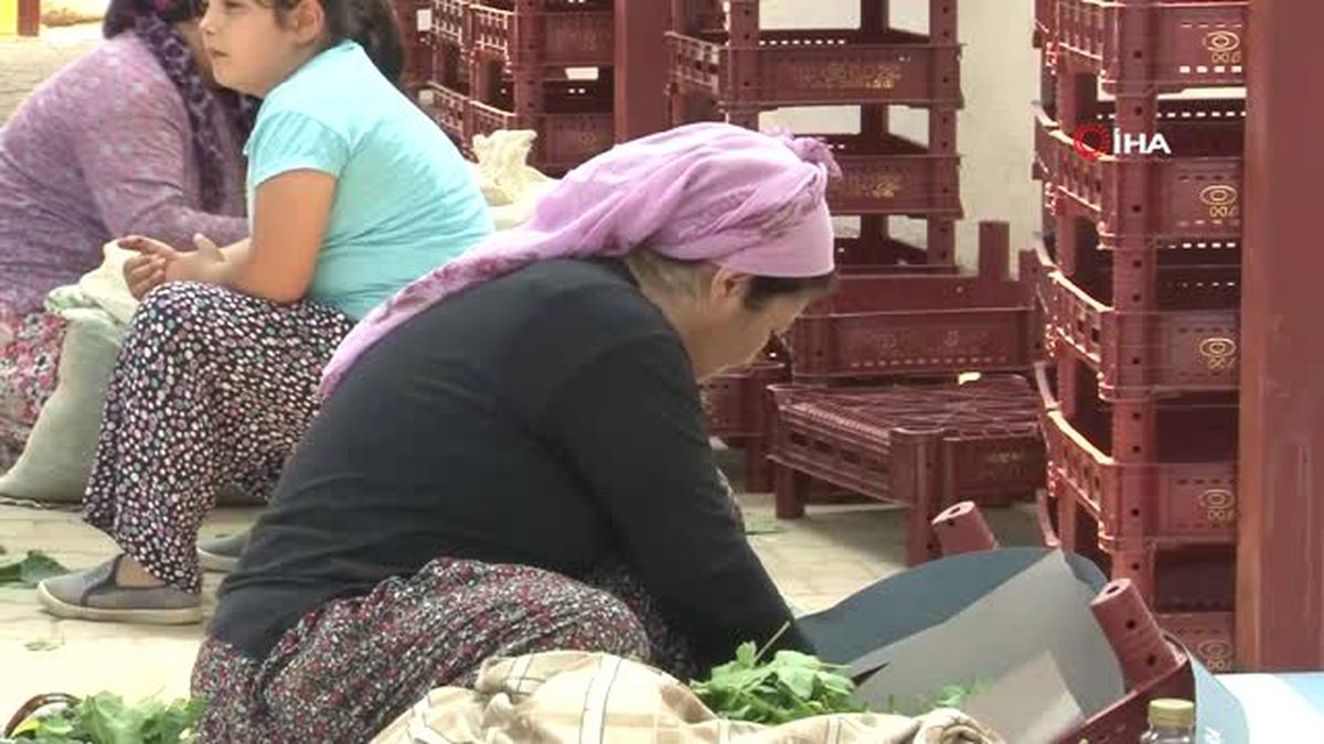 Manisalı kadınların yüzü asma yapraklarıyla gülüyor