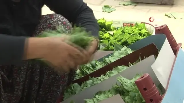 Manisalı kadınların yüzü asma yapraklarıyla gülüyor