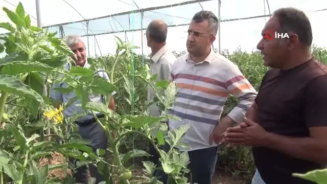 Sebze üreticisi Necmettin Yavuz: 'Hedefimiz Gevaş'ı doğunun Çukurova'sı yapmaktır' Sebze üreticisi Necmettin Yavuz: 'Hedefimiz Gevaş'ı doğunun Çukurova'sı yapmaktır'