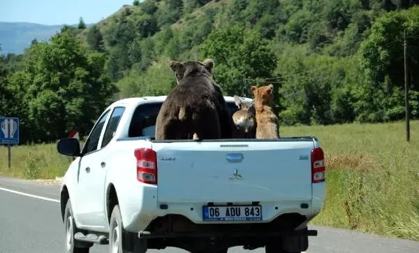 Tahnitli hayvanları kamyonette gören vatandaşlar hakikat sandı!