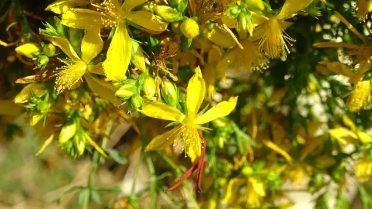 80 türü var, ama sadece 6'sı faydalı