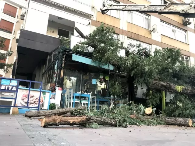 Akasya ağacı kafenin üzerine devrildi