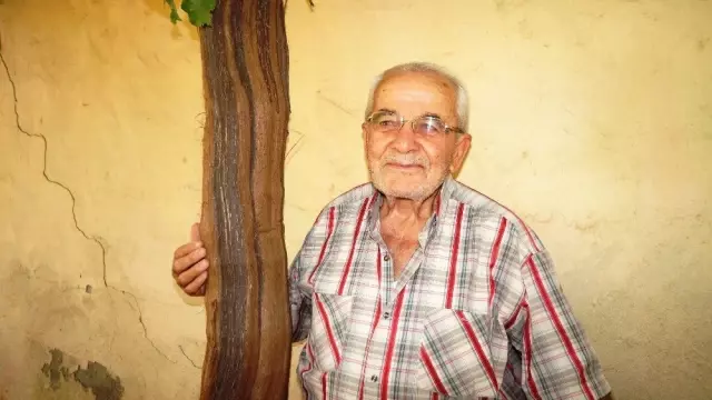 Bir üzüm asmasından bir tondan fazla üzüm alıyor