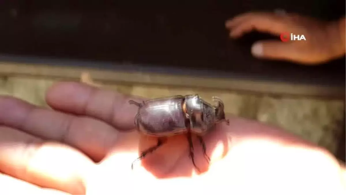 Karabük'te Gergedan böceği bulundu