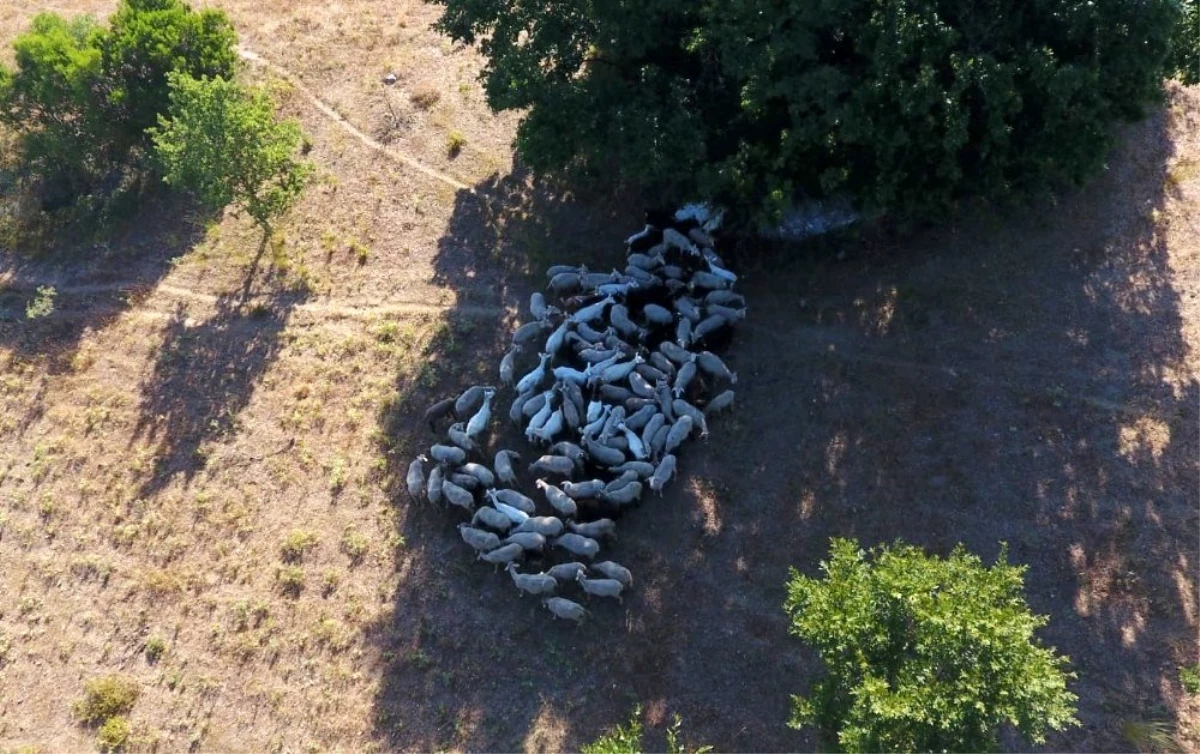 Kayıp hayvanlar drone'la bulundu