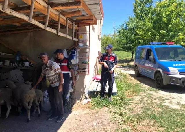 Kayıp hayvanlar drone'la bulundu