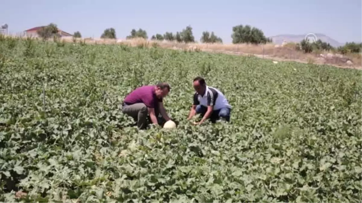 Mut'ta kavun hasadı