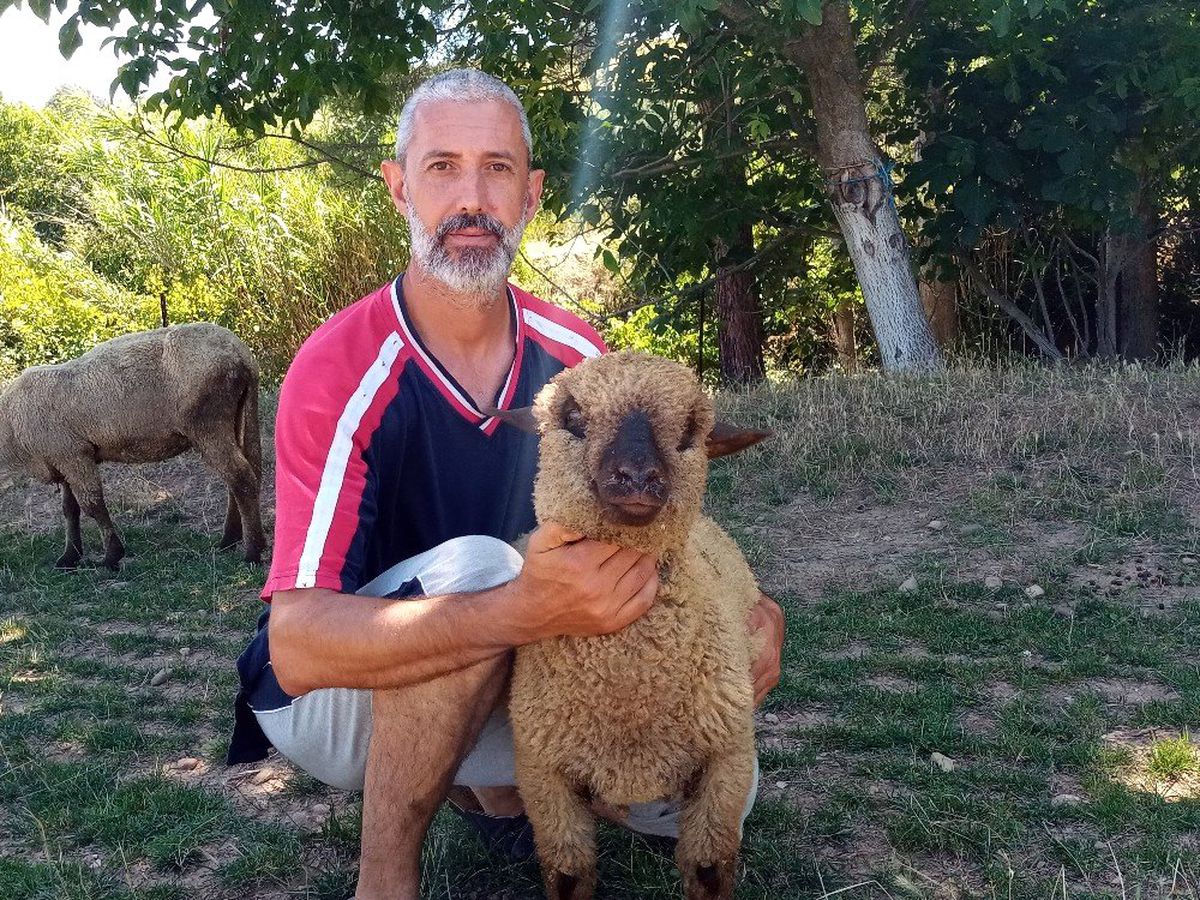 Alman Karakafa koyunlarının doğmamış kuzuları bile satılıyor