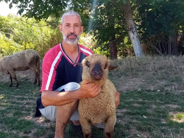 Alman Karakafa koyunlarının doğmamış kuzuları dahi satılıyor