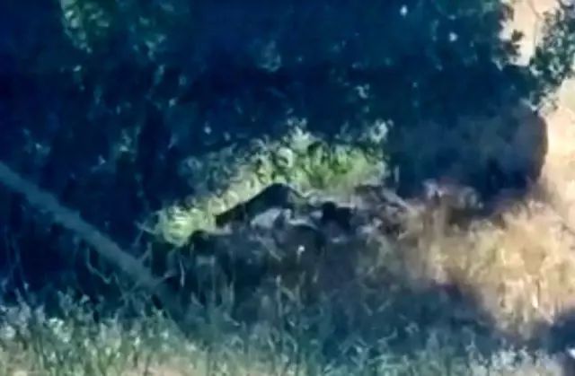 Tunceli'de 'leopar' görüntülendi!